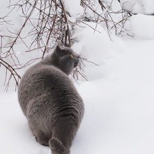 Схема вышивки «Кот на снегу»