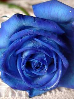 Синяя роза - синяя роза - оригинал