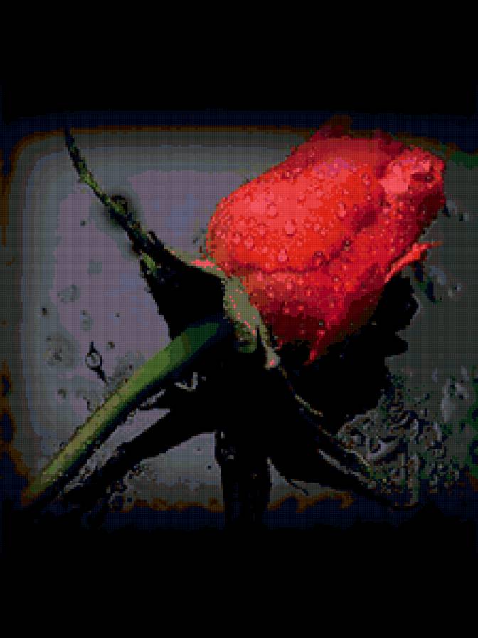 Роза - капли, роза, цветок, красная роза - предпросмотр