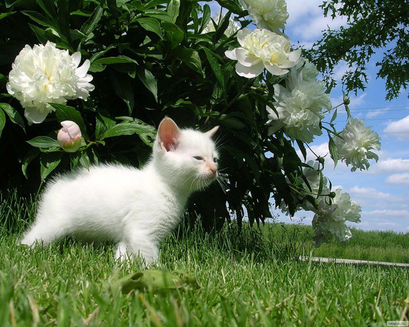 котенок - котенок, белый котик, пионы - оригинал