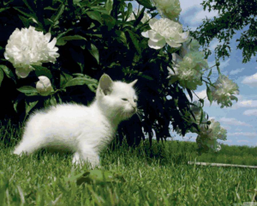 котенок - пионы, котенок, белый котик - предпросмотр