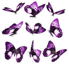 Оригинал схемы вышивки «лиловые бабочки» (№18713)