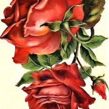 Оригинал схемы вышивки «Прекрасные розы» (№19142)