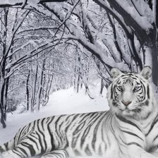 Оригинал схемы вышивки «тигр зима» (№19745)