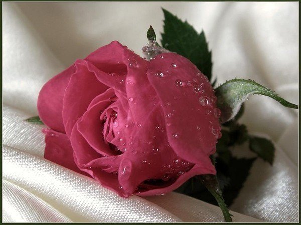 нежность - розы, цветы, букет, природа - оригинал