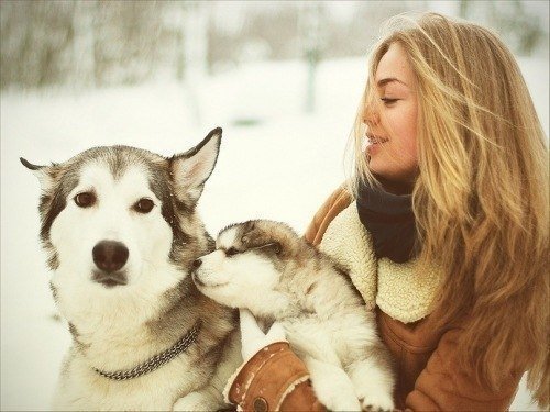 любимцы - зима, собака, щенок, девушка - оригинал