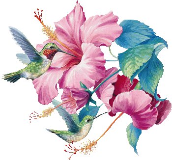 цветы и колибри - птицы, колибри, цветок, цветы - оригинал