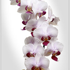 Оригинал схемы вышивки «орхидея» (№20220)