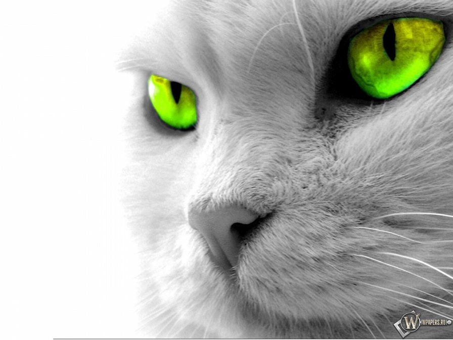 кот зеленые глаза - глаза, кот - оригинал