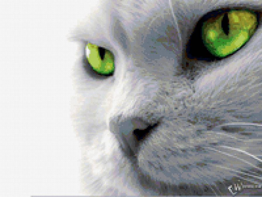 кот зеленые глаза - кот, глаза - предпросмотр