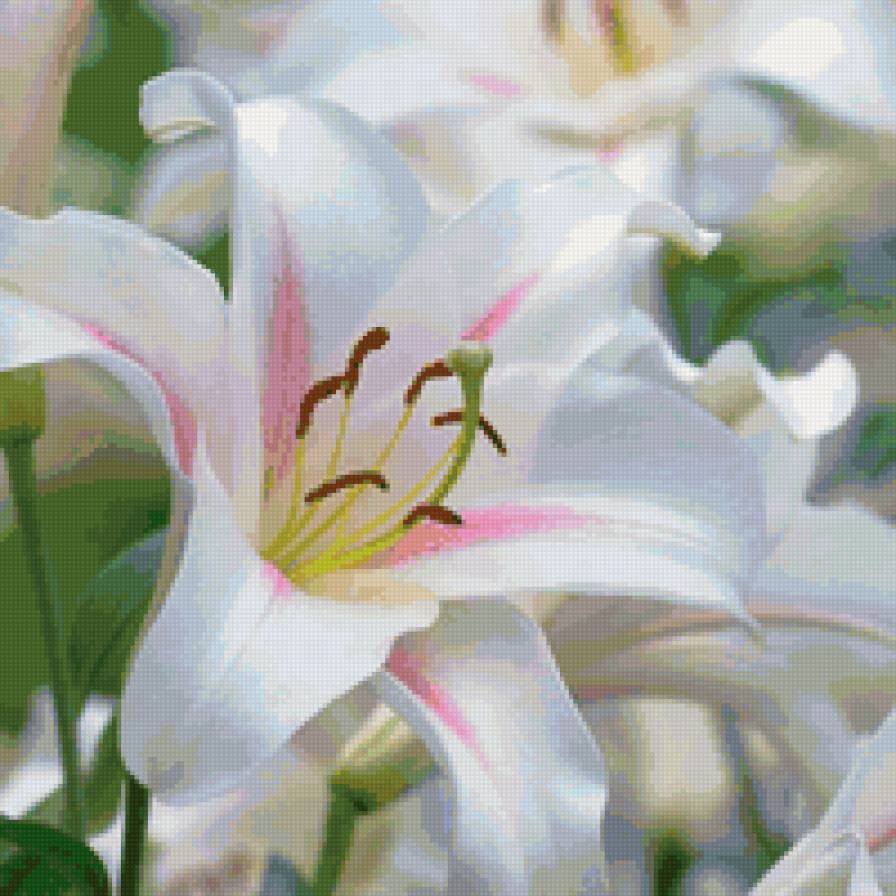 Белая лилия - цветы, лилия, лилии, цветок - предпросмотр