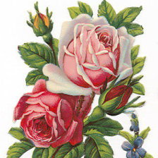 Оригинал схемы вышивки «розы» (№20984)