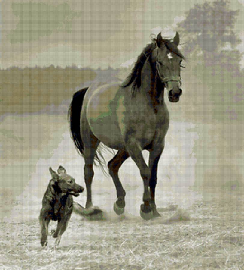 № 65423168 - собака, конь, лошадь, берег - предпросмотр