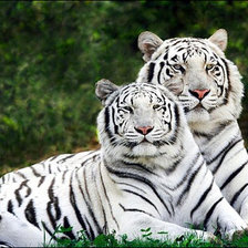 Оригинал схемы вышивки «парочка белых тигров» (№21367)