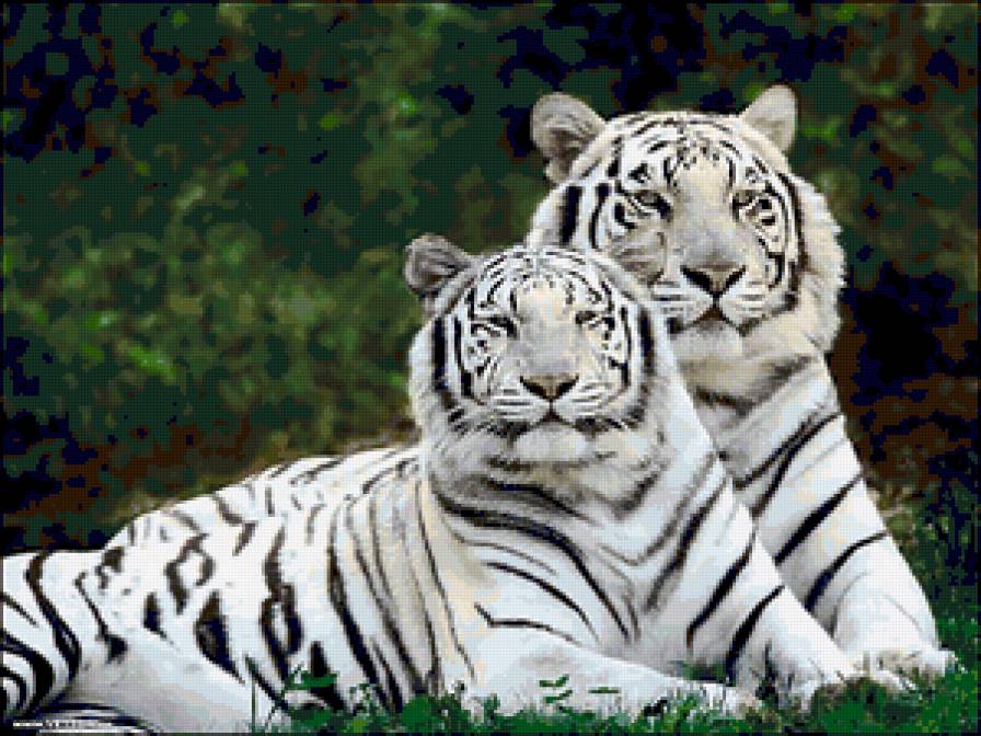 парочка белых тигров - животные - предпросмотр