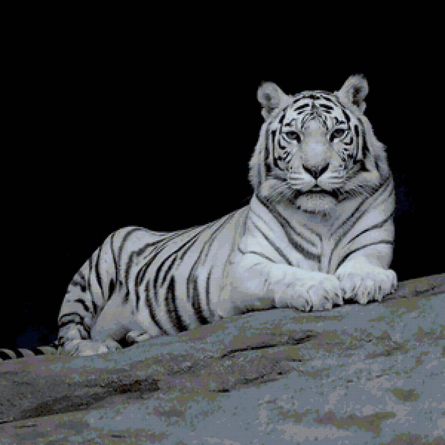 белый тигр - животные - предпросмотр