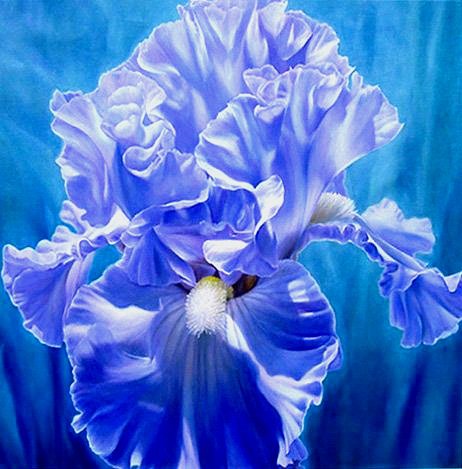 Голубой ирис - цветы - оригинал