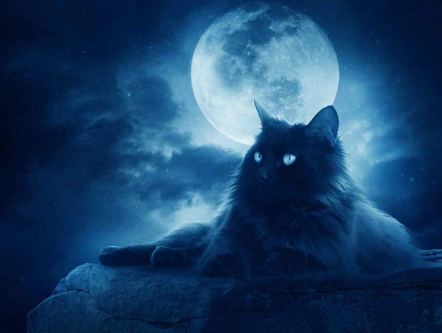 кошка - кошка, луна - оригинал