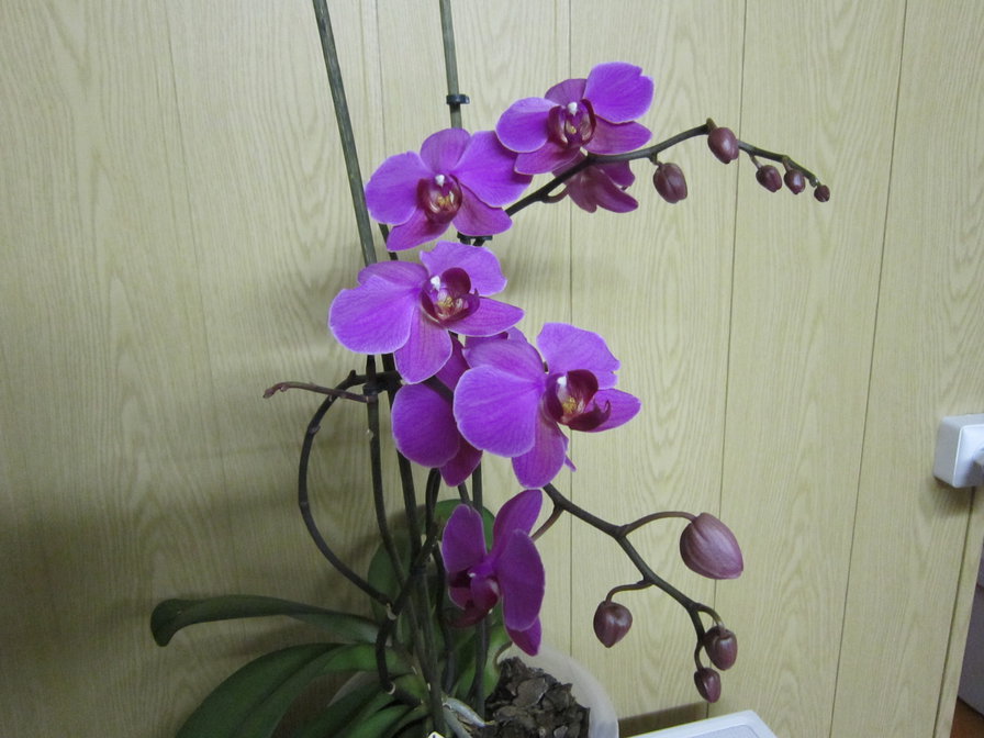 орхидея - цветы, орхидея - оригинал