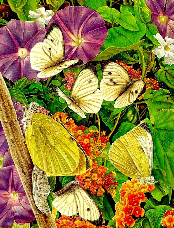 Бабочки2 - lloyd-jones karen, художник - оригинал