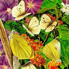 Бабочки2