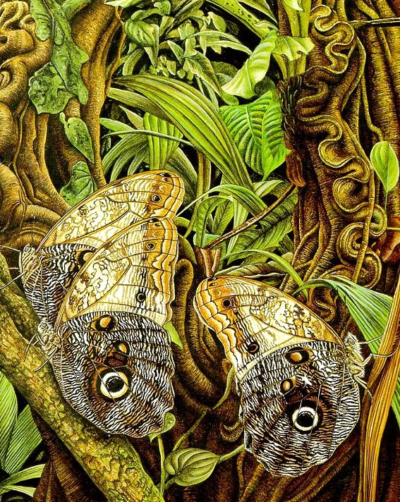 Бабочки3 - художник, lloyd-jones karen - оригинал