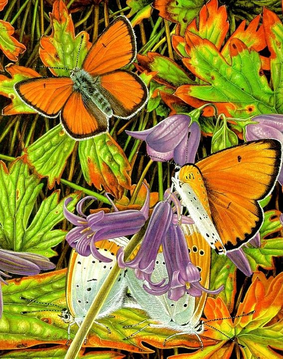 Бабочки4 - художник, lloyd-jones karen - оригинал