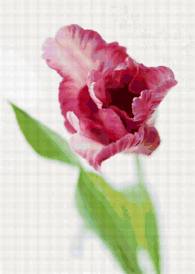 цветок - букет, природа, тюльпан, цветы - предпросмотр