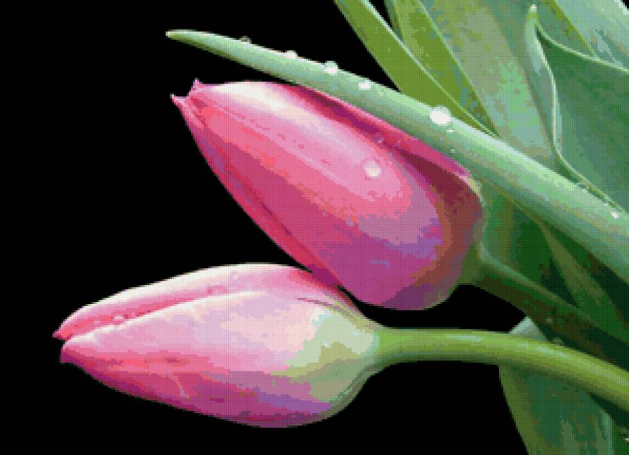 тюльпаны - природа, букет, тюльпан, цветы - предпросмотр