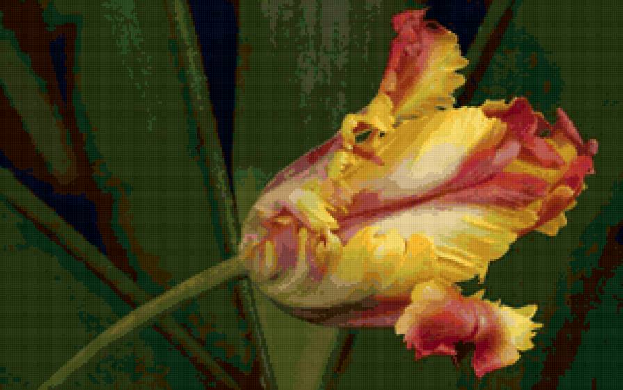 цветок - природа, цветы, букет, тюльпан - предпросмотр