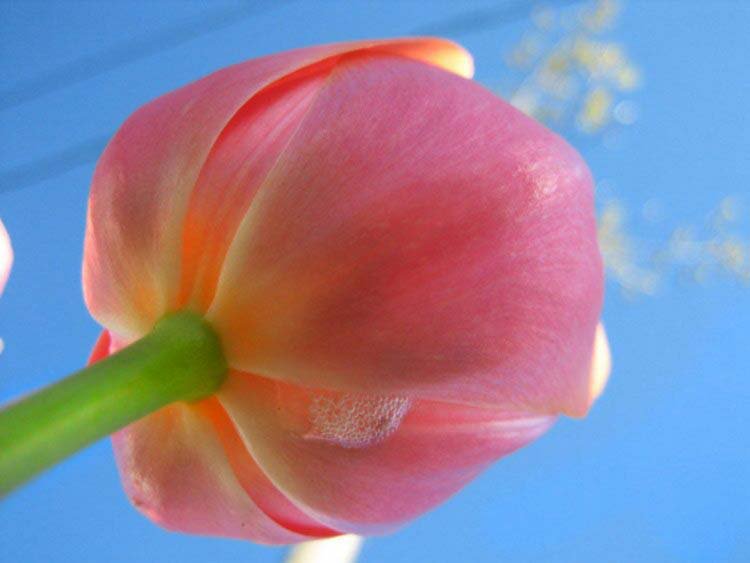 тюльпаны - букет, природа, цветы, тюльпан - оригинал