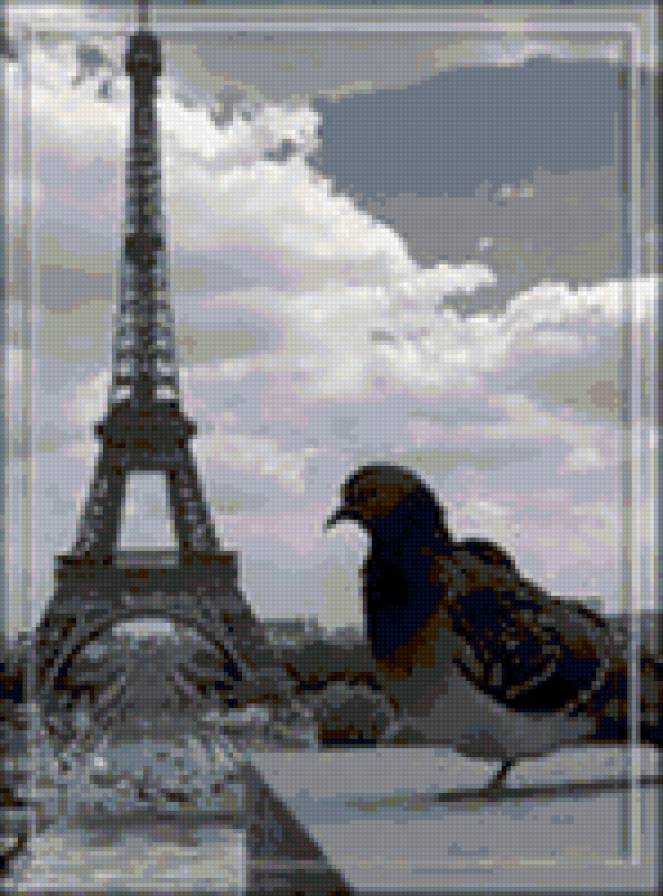 Голубь в Париже - париж - предпросмотр