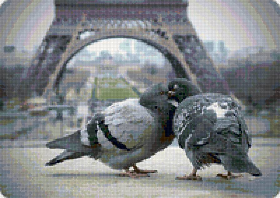 Поцелуй голубей в Париже - париж, голуби - предпросмотр
