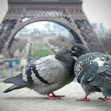 Оригинал схемы вышивки «Поцелуй голубей в Париже» (№22666)