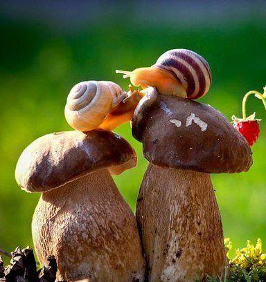 милые улитки )))) - любовь, грибы, улитка, пара, улитки, гриб - оригинал