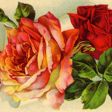 Оригинал схемы вышивки «розы» (№23073)