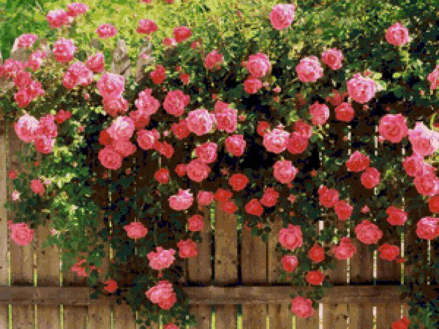 плетистые розы - цветы - предпросмотр