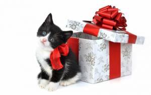 подарок - праздник, котенок - оригинал