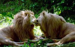 лев - поцелуй, животные, семья - оригинал
