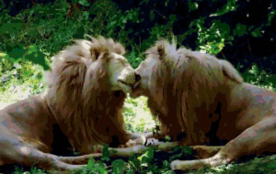 лев - семья, животные, поцелуй - предпросмотр