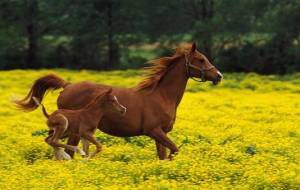 кони - животное, семья - оригинал