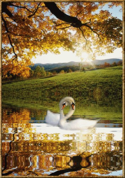 Лебеди осенью - вода, лебеди, осень, пара, любовь - оригинал