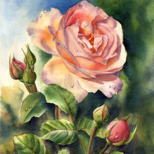 Оригинал схемы вышивки «роза» (№23821)