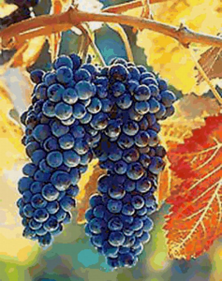 Виноград) - виноград, фрукты - предпросмотр
