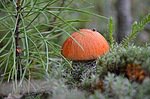 грибы - в лесу - оригинал