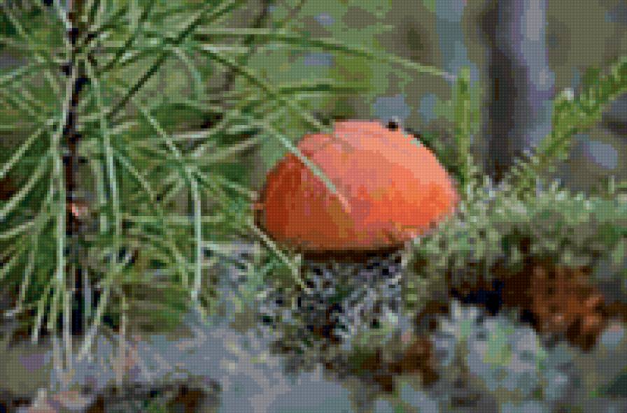 грибы - в лесу - предпросмотр