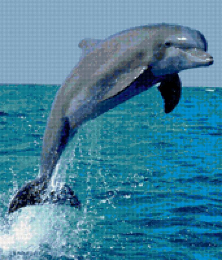 дильфин - предпросмотр