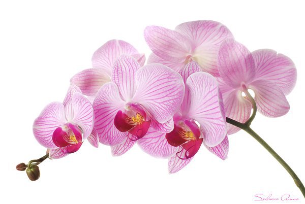 Орхидея - фаленопсис, цветы, орхидея - оригинал
