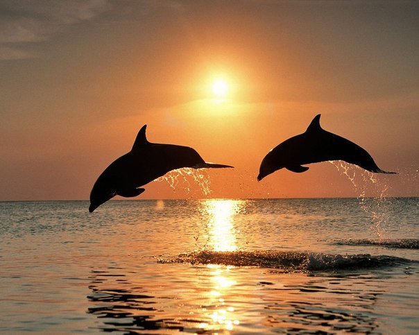Дельфины на закате - оригинал