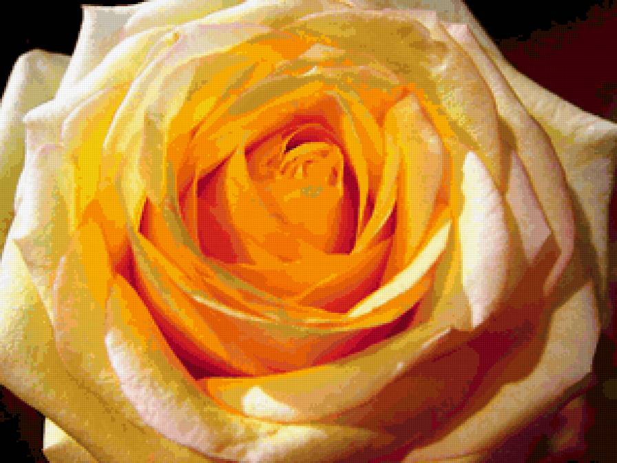Роза 2 - цветы - предпросмотр